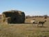 Deer blinds used on bow hunts
