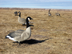 Decoys used for hunts