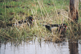 Local wood ducks